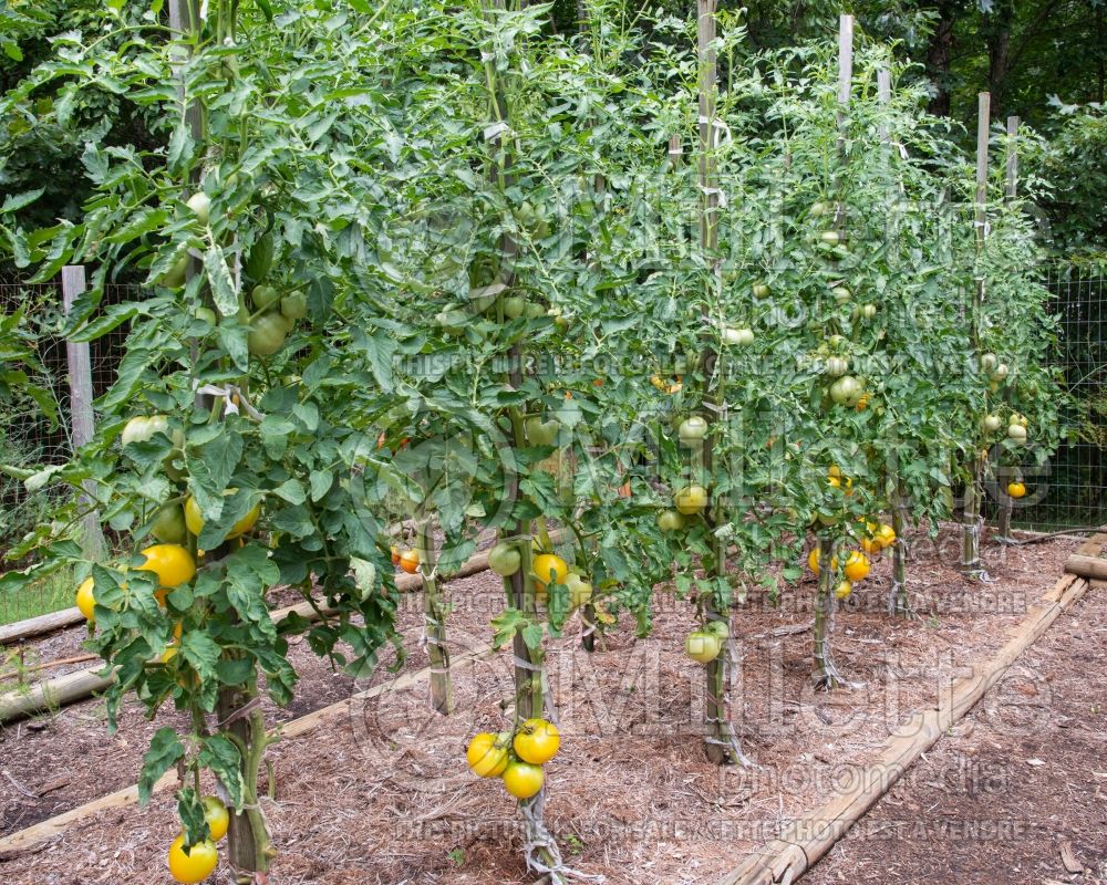 Solanum Lemon Boy (Tomato vegetable - tomate) 4